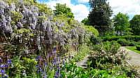 The Herbaceous Border and Wisteria - May 2017 
